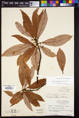 Persea palustris image