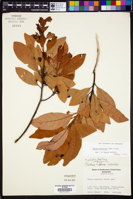 Persea palustris image