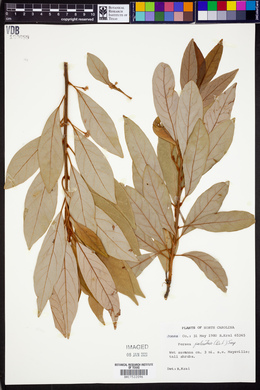 Persea palustris image