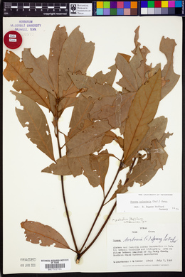 Persea palustris image