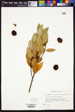 Umbellularia californica image