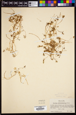 Floerkea proserpinacoides image