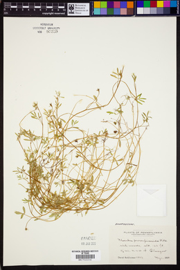 Floerkea proserpinacoides image