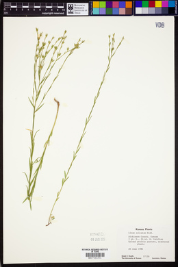 Linum sulcatum image