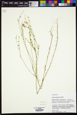 Linum sulcatum image