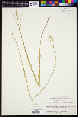 Linum sulcatum image