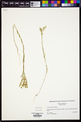 Linum sulcatum image