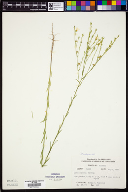 Linum sulcatum image