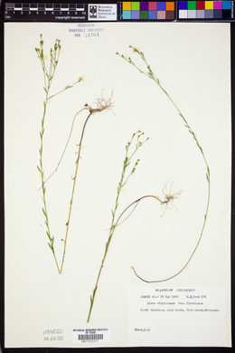 Linum virginianum var. floridanum image