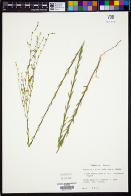 Linum virginianum var. floridanum image