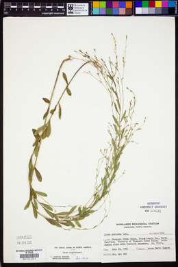 Linum virginianum image