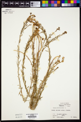Linum usitatissimum image