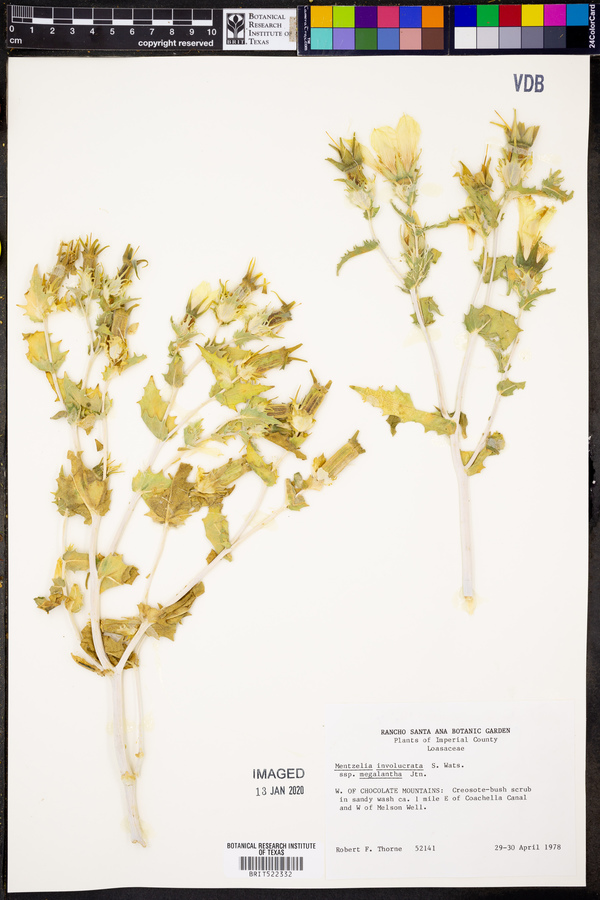 Mentzelia involucrata var. megalantha image