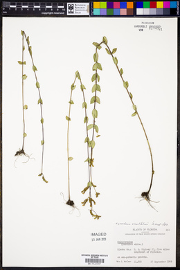 Cynoctonum sessilifolium image