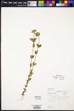 Cynoctonum sessilifolium image