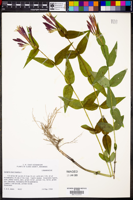 Spigelia marilandica image