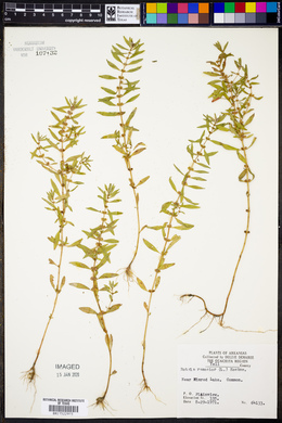 Rotala ramosior image