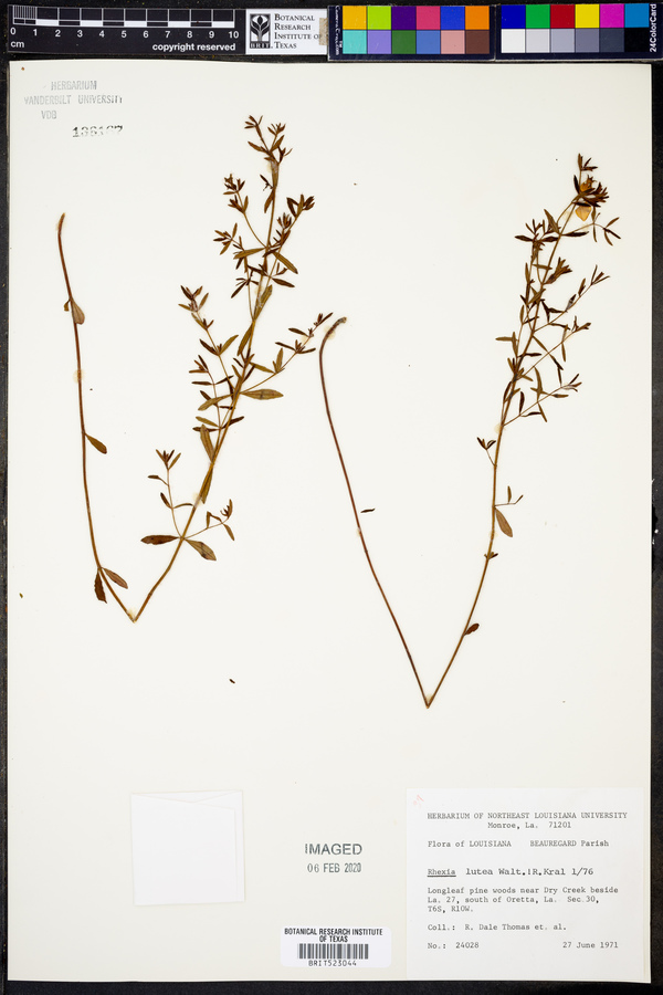 Rhexia lutea image