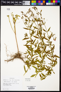 Rhexia mariana var. mariana image