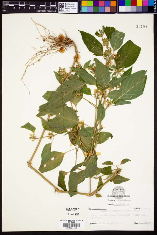 Dicliptera brachiata image