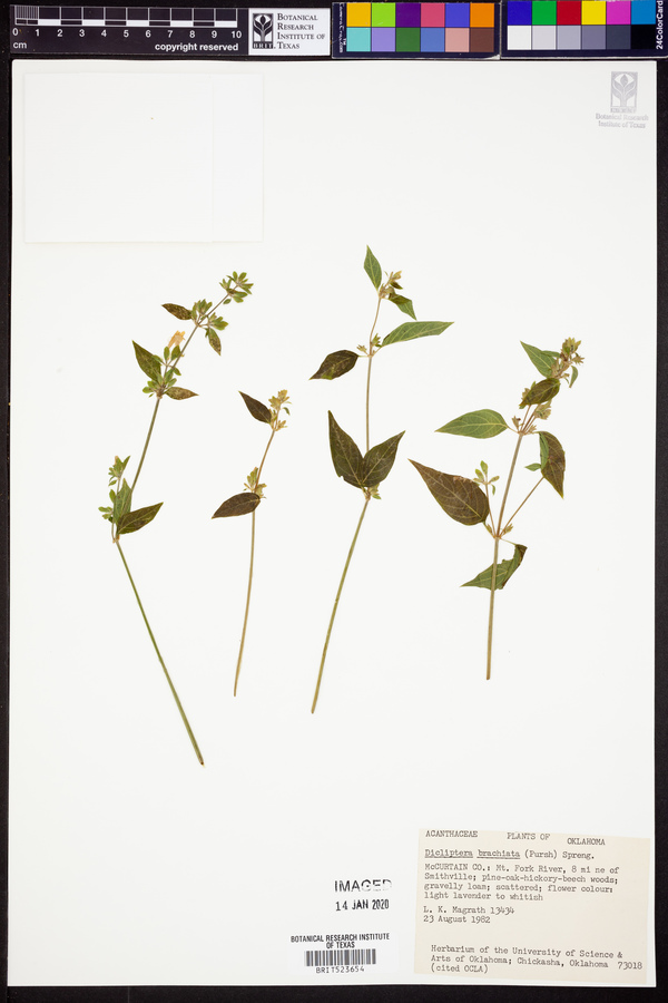 Dicliptera brachiata image