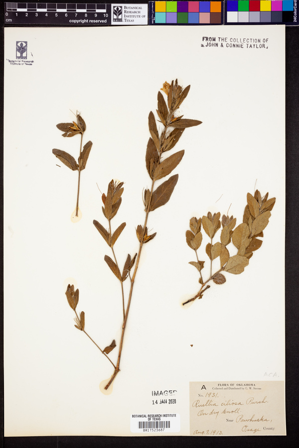 Ruellia caroliniensis ssp. ciliosa image
