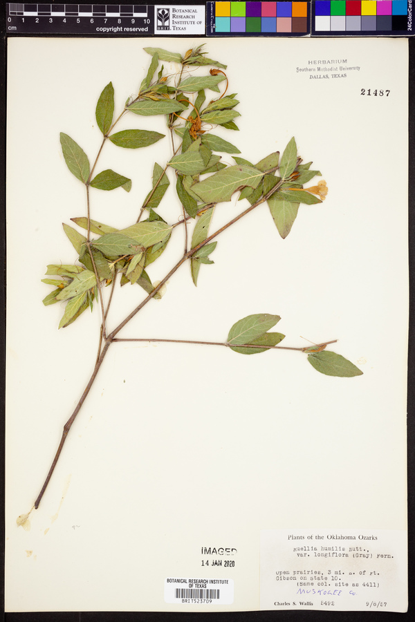 Ruellia humilis image