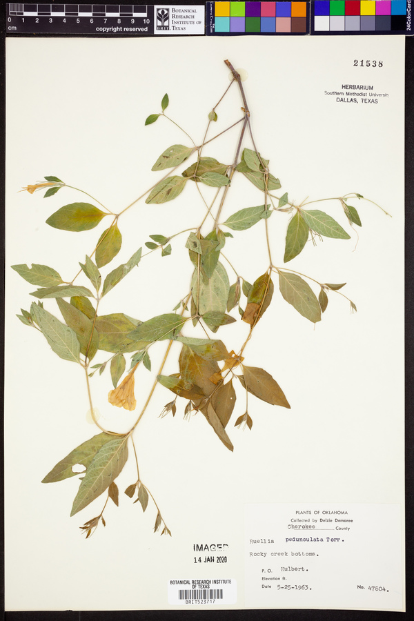 Ruellia pedunculata image