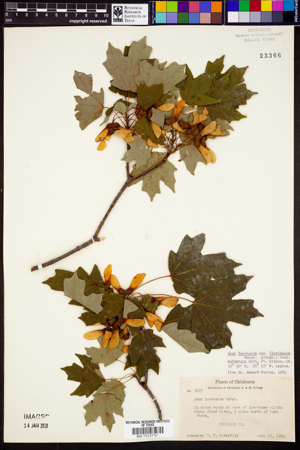 Acer saccharum subsp. floridanum image