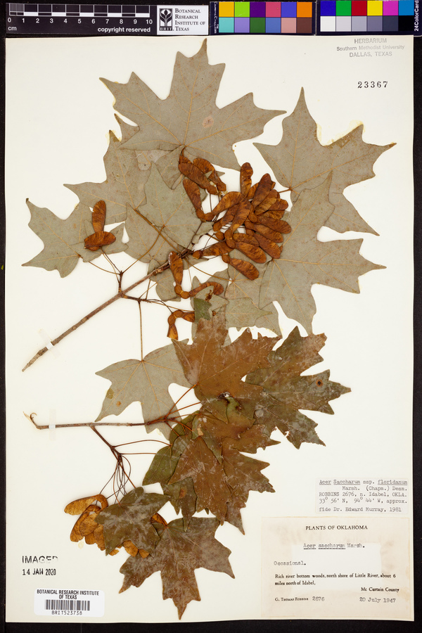 Acer saccharum subsp. floridanum image