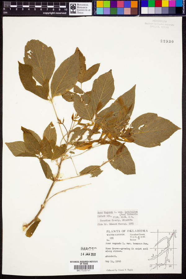 Acer negundo var. texanum image