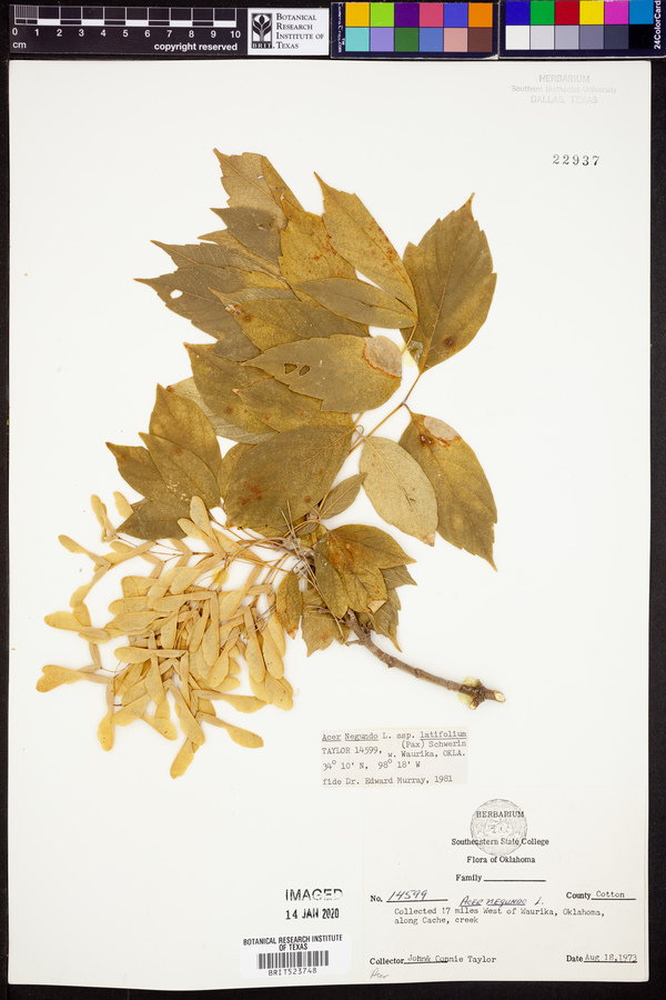 Acer negundo var. texanum image