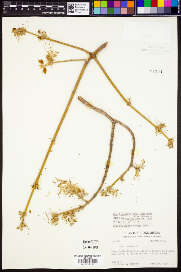 Acer negundo var. texanum image