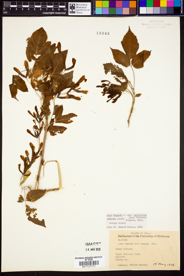 Acer negundo var. texanum image