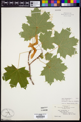 Image of Acer platanoides