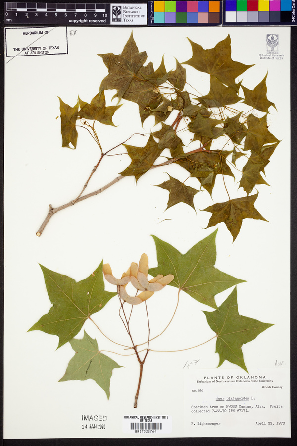 Acer platanoides image