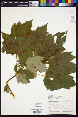 Acer rubrum image