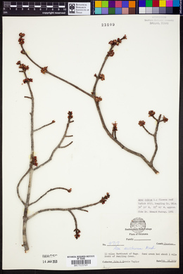 Acer rubrum image