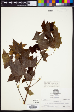 Acer rubrum image