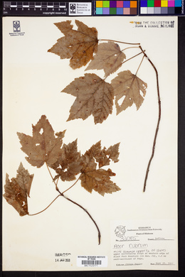 Acer rubrum image