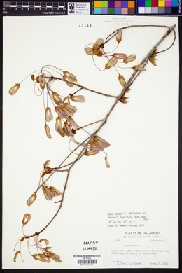 Acer rubrum image