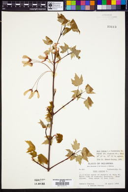 Acer rubrum image