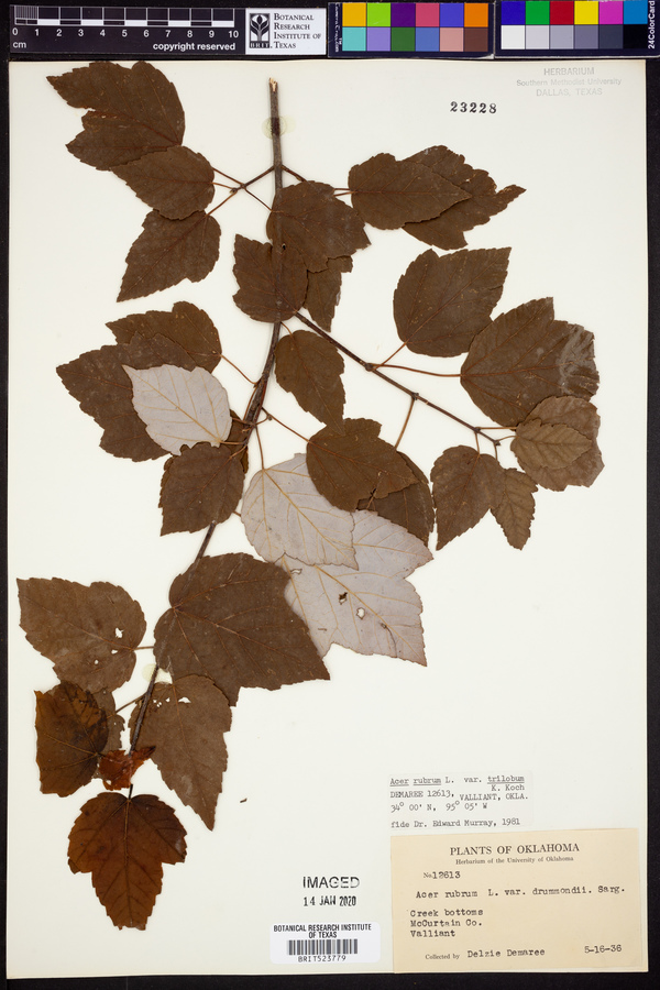 Acer rubrum var. trilobum image