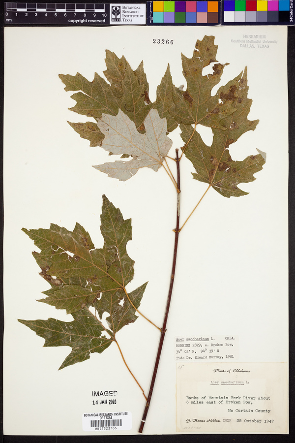 Acer saccharinum image