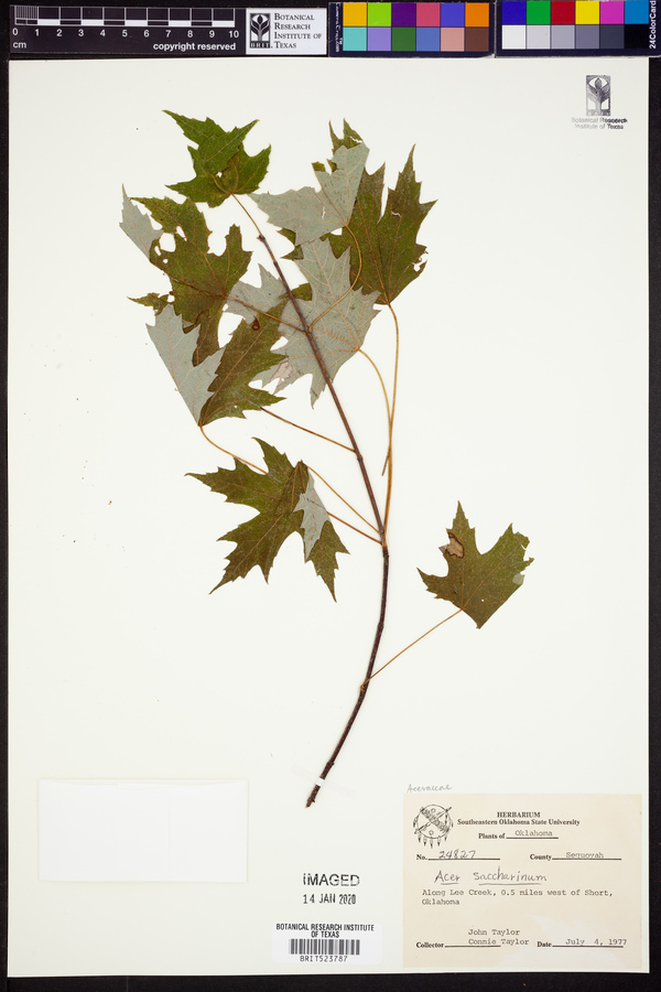 Acer saccharinum image