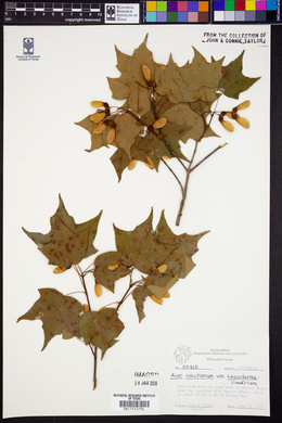 Acer saccharum var. leucoderme image