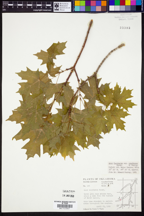 Acer saccharum var. schneckii image