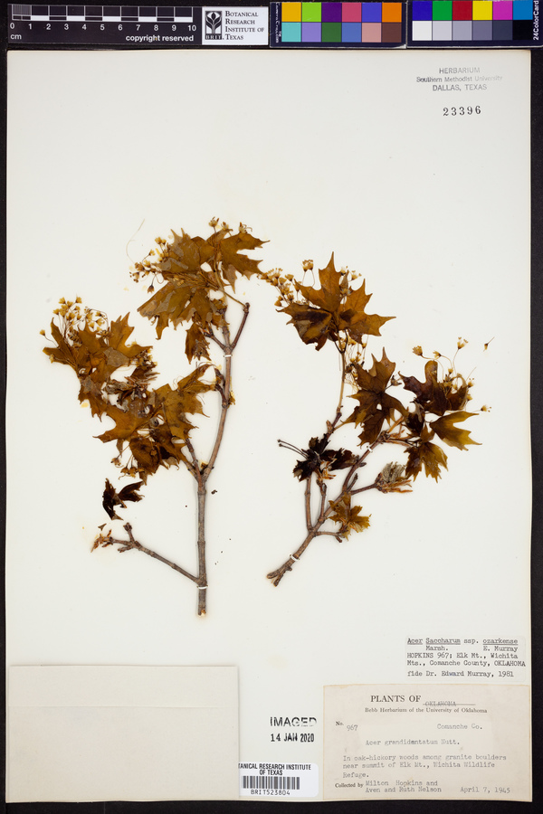 Acer saccharum var. schneckii image