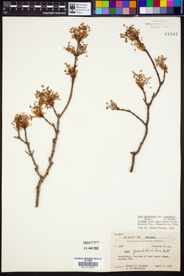 Acer saccharum subsp. ozarkense image