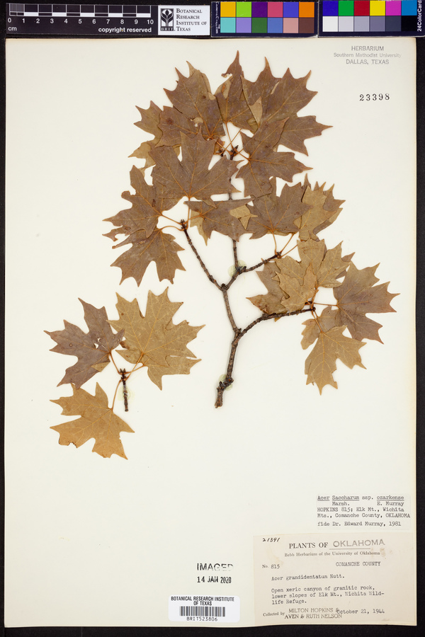 Acer saccharum var. schneckii image